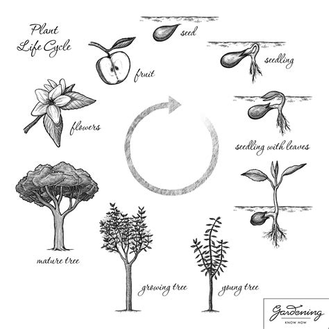 Basic Plant Life Cycle And The Life Cycle Of A Flowering Plant - Gardening Know How