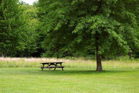 Picnic Table Under Tree Free Stock Photo - Public Domain Pictures