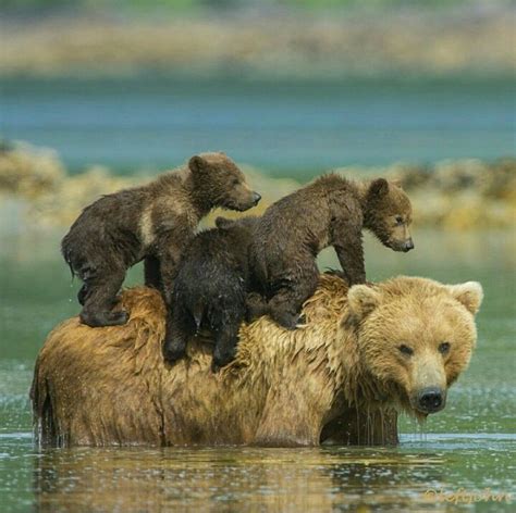 Mama bear | Bear cubs, Animals beautiful, Baby animals