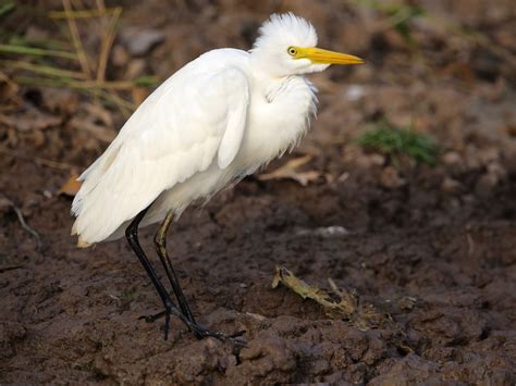 Avithera: Some Top End wetland birds