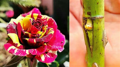 Rose 'T' Budding | गुलाब में कलम कैसे लगाये | T budding in rose | Agri ...