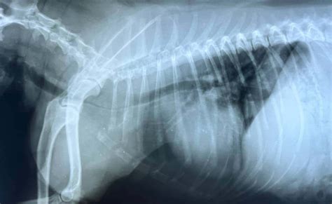 Collapsed Trachea In Dogs: Causes, Symptoms & Treatment - Petsynse