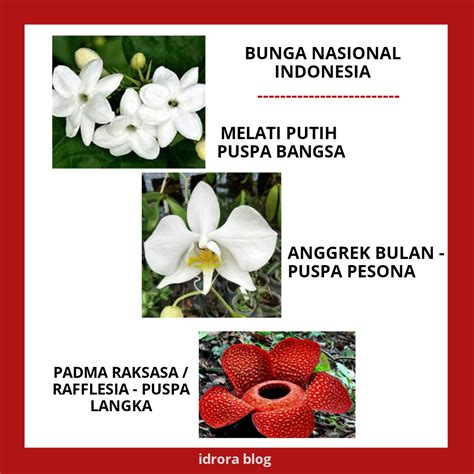 Ini Bunga Nasional Kita Mewakili Simbol Negara Indonesia - idrora