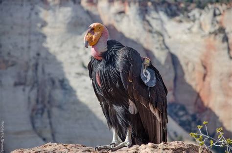 Wild Births are Big Steps for Rare California Condors and Mexican Wolves | Hering