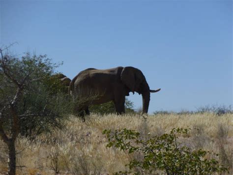 Tracking wild elephants through the Namib Desert - Oyster