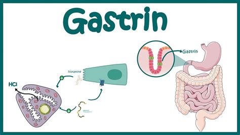 Gastrin || Function and mechanism of action - YouTube