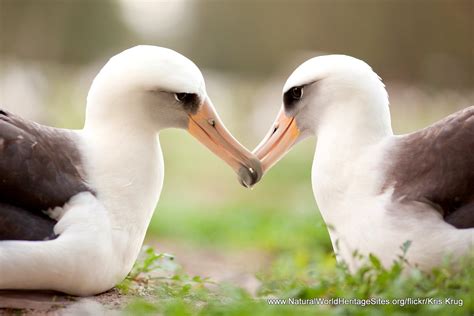 Papahānaumokuākea | Natural World Heritage Sites