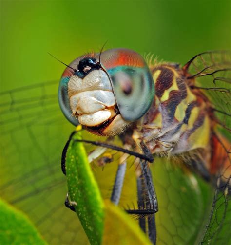 Dragonfly macro ~ By Enkased Photography | Dragonfly photos, Micro photography, Animals