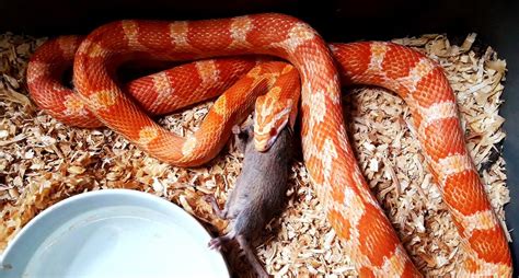 Albino Corn Snakes to beginner (Care Sheet & Advice)