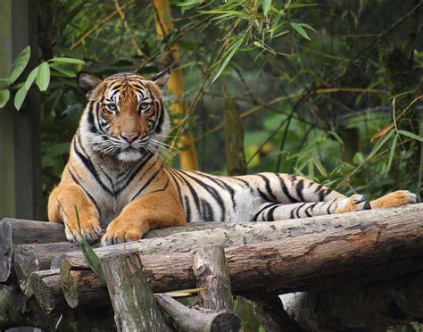 GoLocalProv | NEW: Bronx Zoo Tiger Tests Positive for Coronavirus, According to Wildlife ...