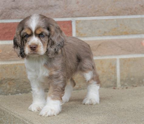 AKC Registered Cocker Spaniel For Sale Wooster, OH Male- Buddy – AC Puppies LLC