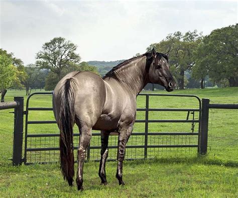 Quarter Horse Stallion Directory for Wisconsin