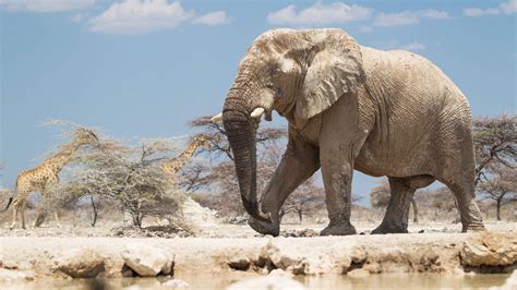 Wildlife in Namibia - large herbivores