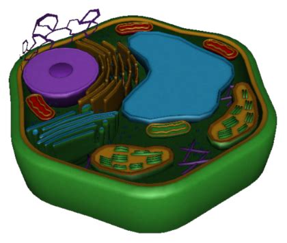 3d Plant Cell Diagram Not Labeled