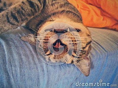 Funny Sleeping Cat Stock Photo - Image: 43460371