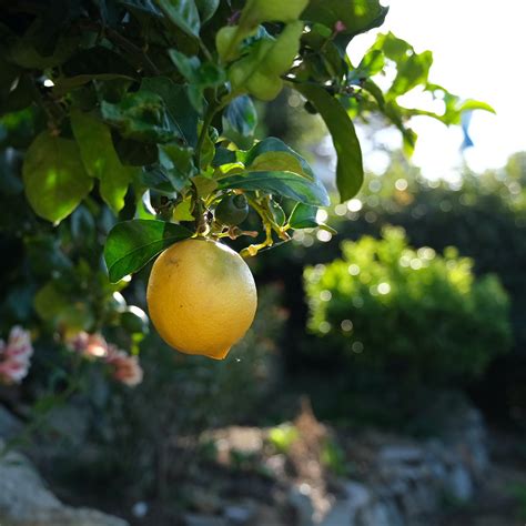 Lemon Trees — Productive Produce