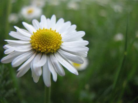 Bellis perennis, True Wild Form Seeds £1.95 from Chiltern Seeds - Chiltern Seeds Secure Online ...