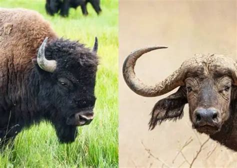 Difference Between Bison and Buffalo - Difference.Guru