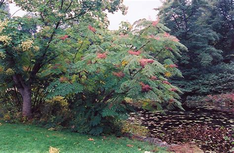 Japanese Angelica Tree (Aralia elata) in Drums Mountaintop Wilkes-Barre ...