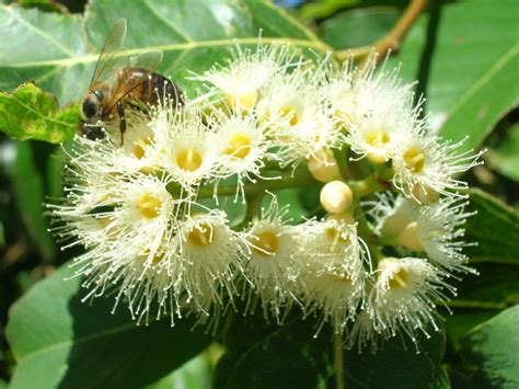 Árbol Eucalipto Arcoíris | Venta de Plantas y Semillas | Vivero