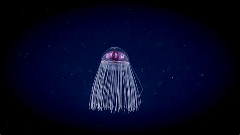 Deep Sea Jellyfish Wallpaper