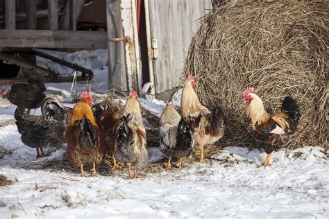 Cold Weather Winter Chicken-Keeping Tips - Roost & Root