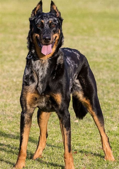 Beauceron Merle