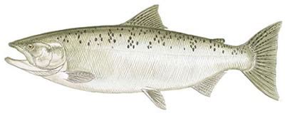 Fish Identification: Chinook Salmon (Oncorhynchus tshawytscha)