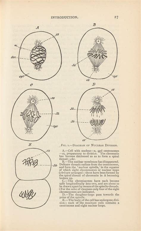 Diagram of nuclear division, Fig 1 in Introduction of The Germ-Plasm: A Theory of Heredity by ...