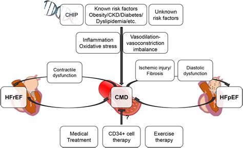 Conceptual association between CMD and HFpEF/HFrEF. This figure ...