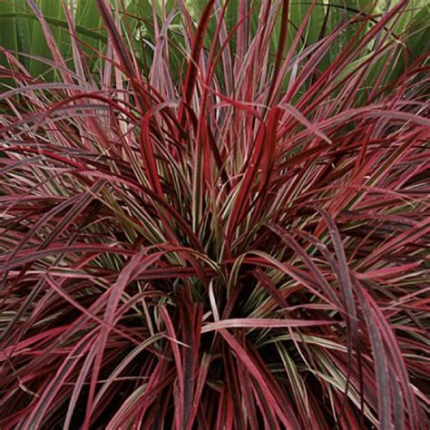 Best Ornamental Grasses for Containers | Growing Ornamental Grass