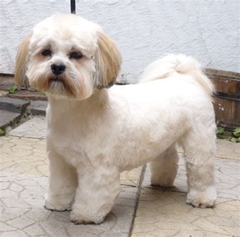 Top 100+ Images Lhasa Apso Puppy Cut Pictures Latest