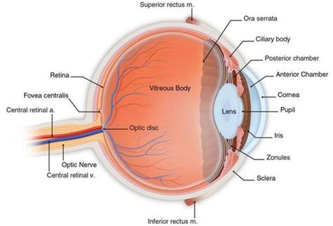 Schematic Section Of The Human Eye