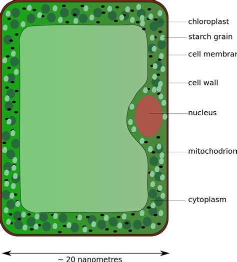 What Is A Palisade Cell