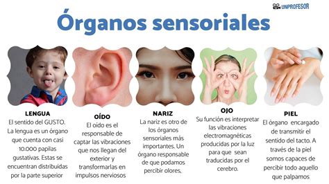 Los Sentidos Cu Les Son Sus Funciones Y Rganos Significados | The Best Porn Website