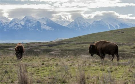 Montana Senators Sponsor Bill to Return National Bison Range to Local ...