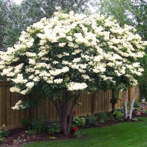 10/20/50PCS White Japanese Lilac Tree Seeds Clove Flower Seeds Bonsai ...