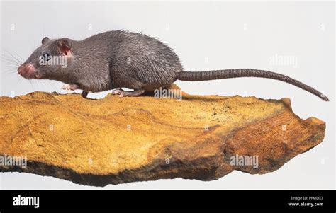 Spiny mouse hi-res stock photography and images - Alamy