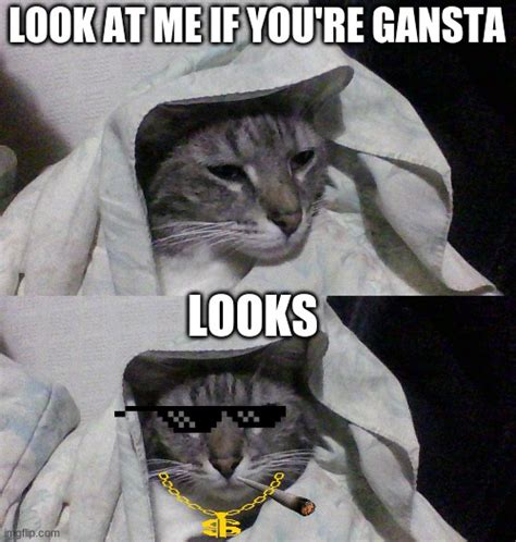 gangsta cat - Imgflip