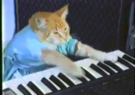 Piano Cat Meme Gif