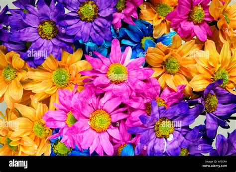 bright coloured flowers close up detail colour bright graphic natural ...