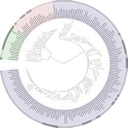 Cladistics - New World Encyclopedia