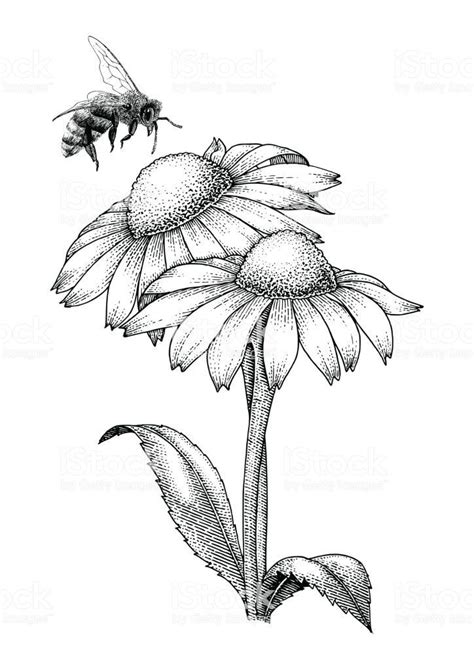 Bee with flowers hand drawing engraving style isolate on white... in 2020 | Bee drawing, Flower ...