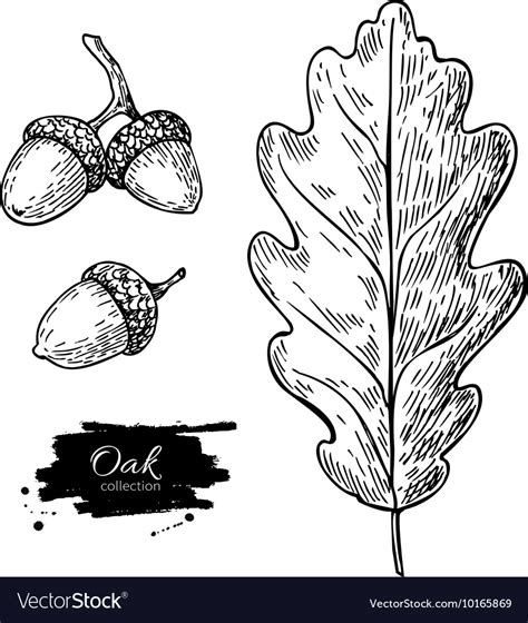 Oak leaf and acorn drawing set autumn Royalty Free Vector