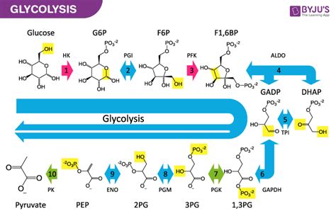 Glycolysis Steps For Kids