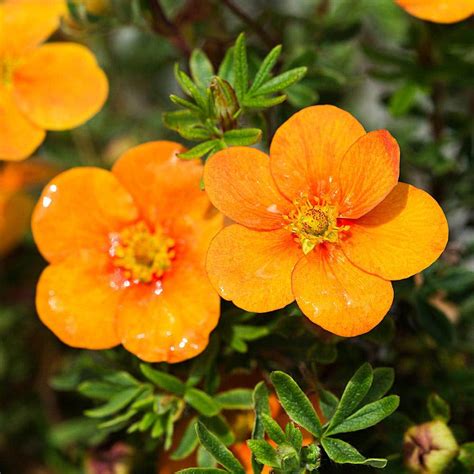 Orange Potentilla | Potentilla 'Tangerine' | Hedges Direct