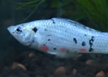 17 Common Molly Fish Diseases, Parasites & Remedies - AquariumNexus