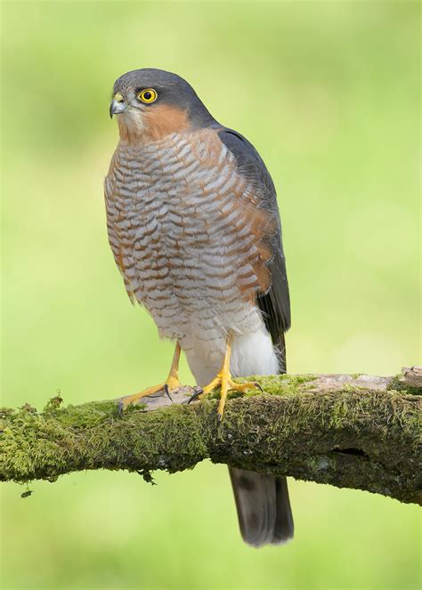 Eurasian Sparrowhawk | Animal Database | Fandom