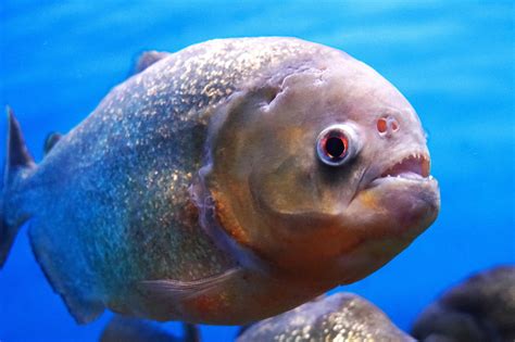 Piranhas Eating Sharks