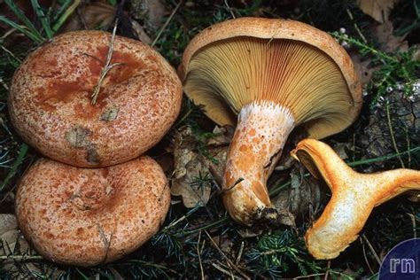 Russulales News / Lactarius deliciosus